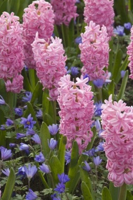 Pink Hyacinth, Anemone blanda Blue shades, Spring bulb combination, spring garden, tulips combinations, daffodils combinations, spring bulbs combinations, spring border ideas